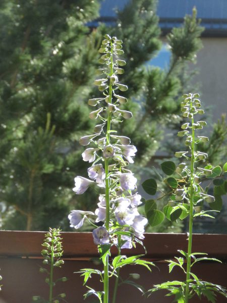 Mtn. Lupine in sun 2