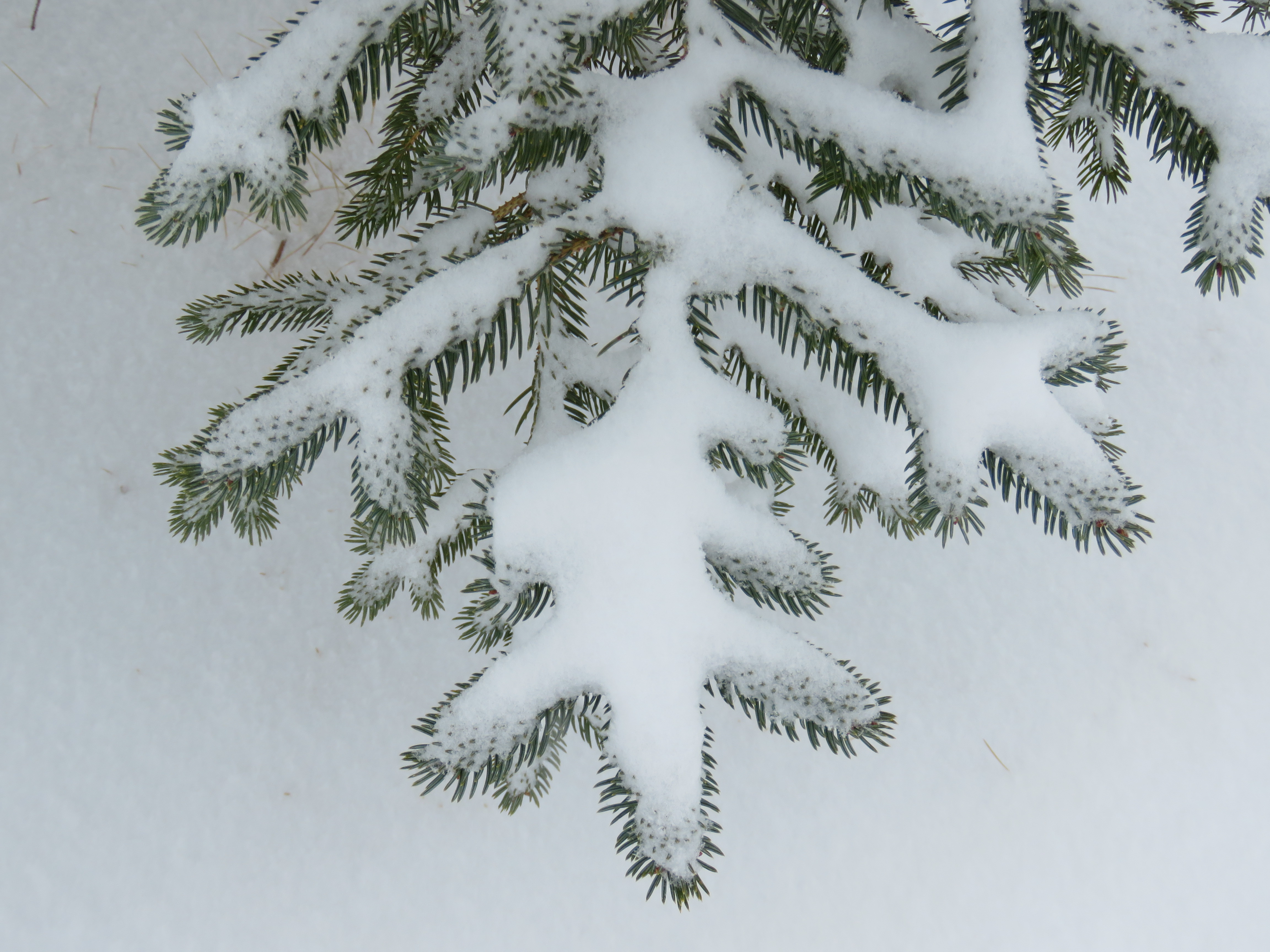 Silhouette of pine branch2