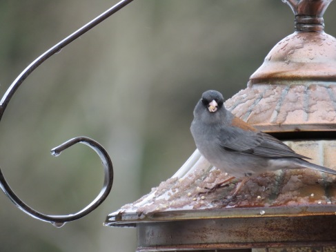 bird on feeder roof macro