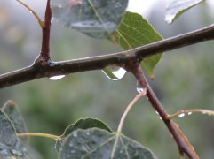 raindrop on leaf
