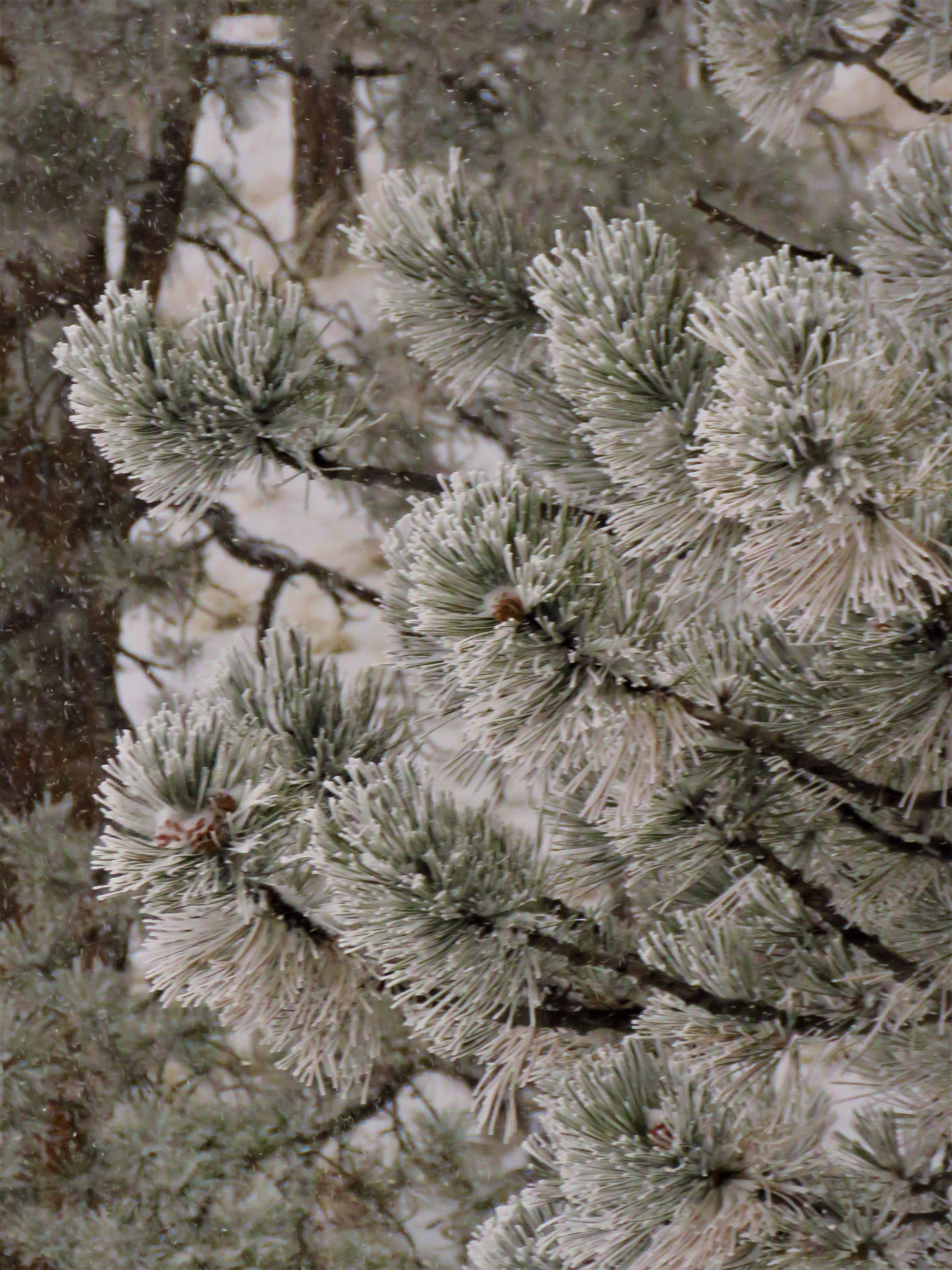 gray on gray snow needles, contrast