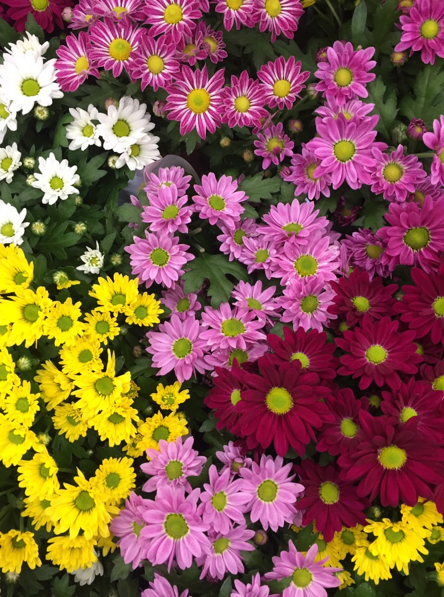 Spring-Summer Journals – debfrostblogandphotos