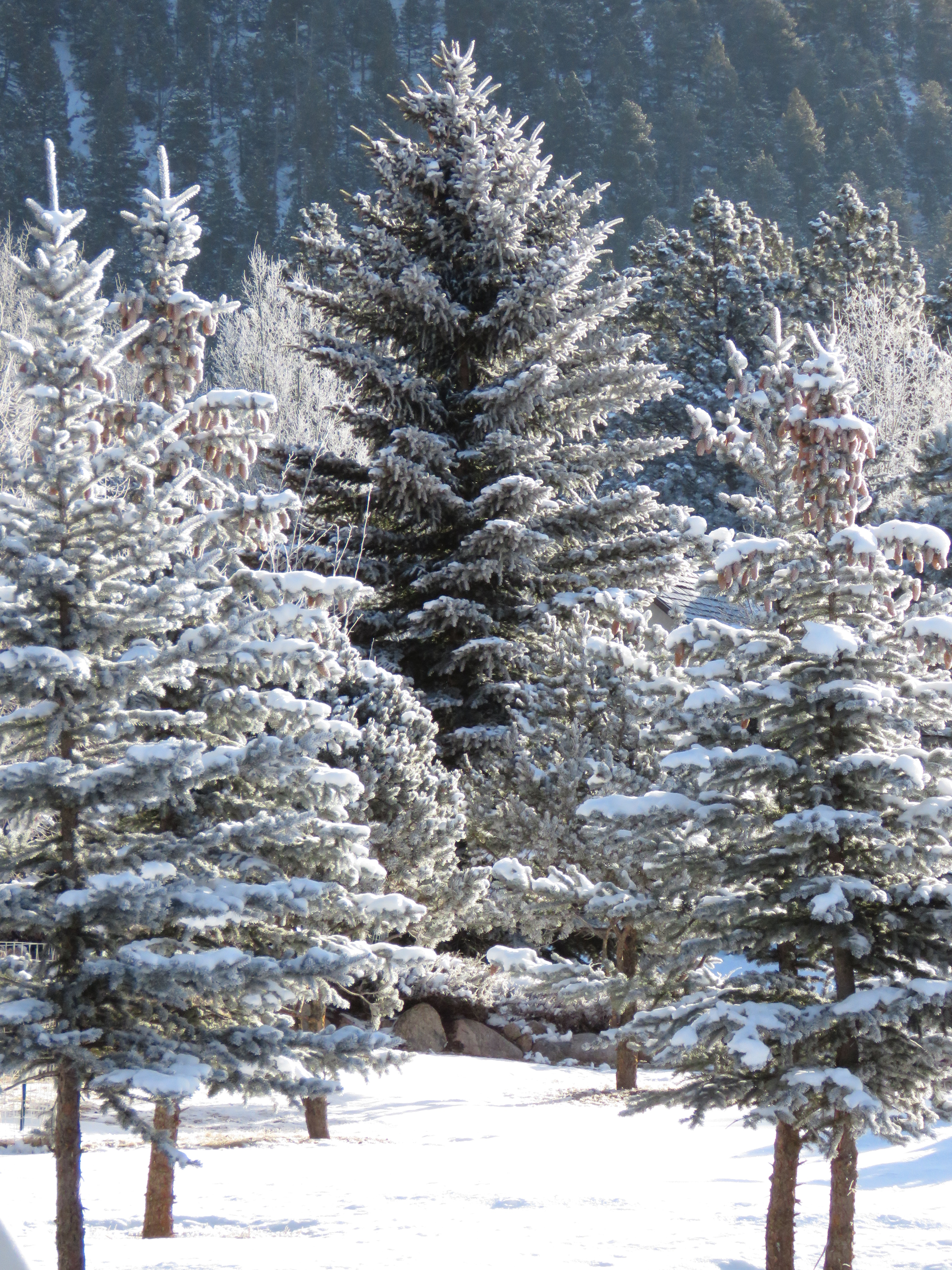 snow tree cluster orig